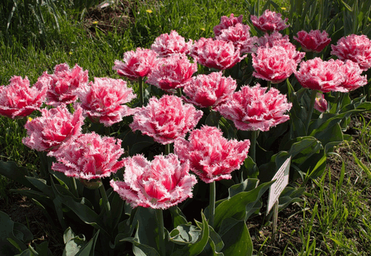 Махровые бахромчатые тюльпаны