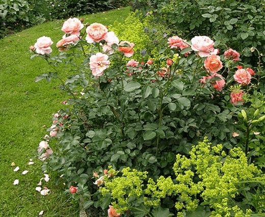 Розы и манжетка