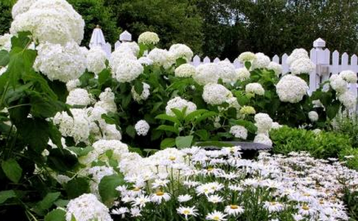 белый сад