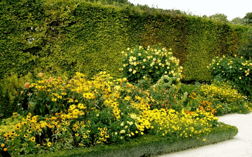 Желтый цветник
