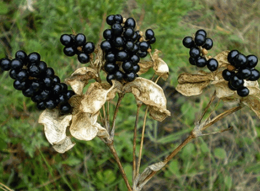 Беламканда семена