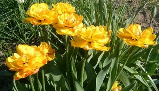 тюльпаны в саду