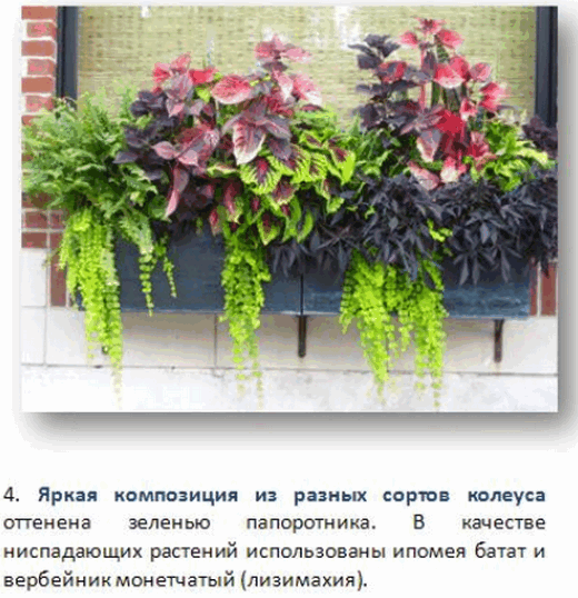 Цветы для балконных ящиков