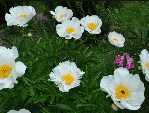 Травянистые пионы с простым (немахровым) цветком