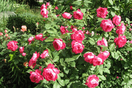 Английская парковая роза Бенжамин Бриттен