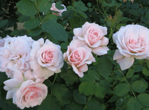 Роза канадская парковая Моден Бланш
