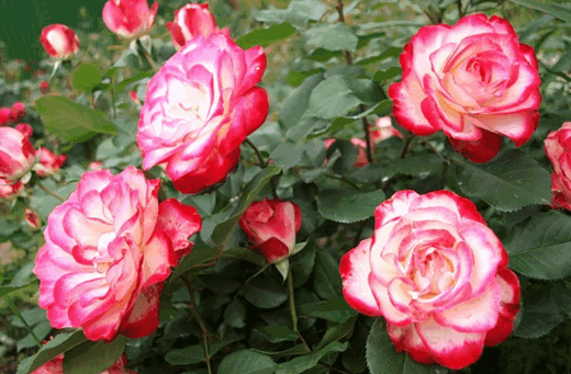 Роза Юбилей Санкт-Петербурга