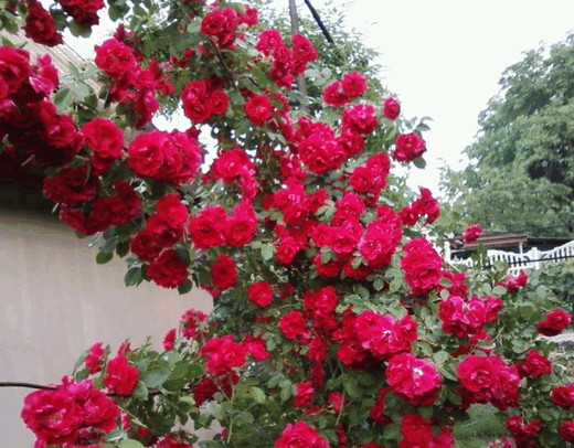 Роза плетистая Симпати