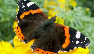 бабочка Адмирал
