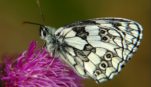 бабочка Галатея