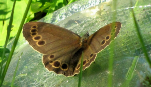 бабочка Крупноглазка