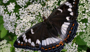 бабочка Ленточник тополевый