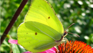 бабочка Лимонница