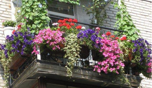 цветы для балконных ящиков