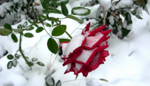 как укрывать розы на зиму