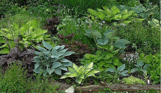 декоративно лиственные растения для сада